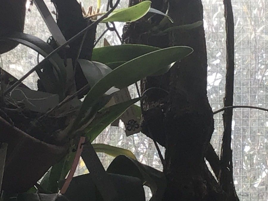 Masdevallia colossus — search result for 'Masdevallia'