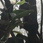 Masdevallia colossus