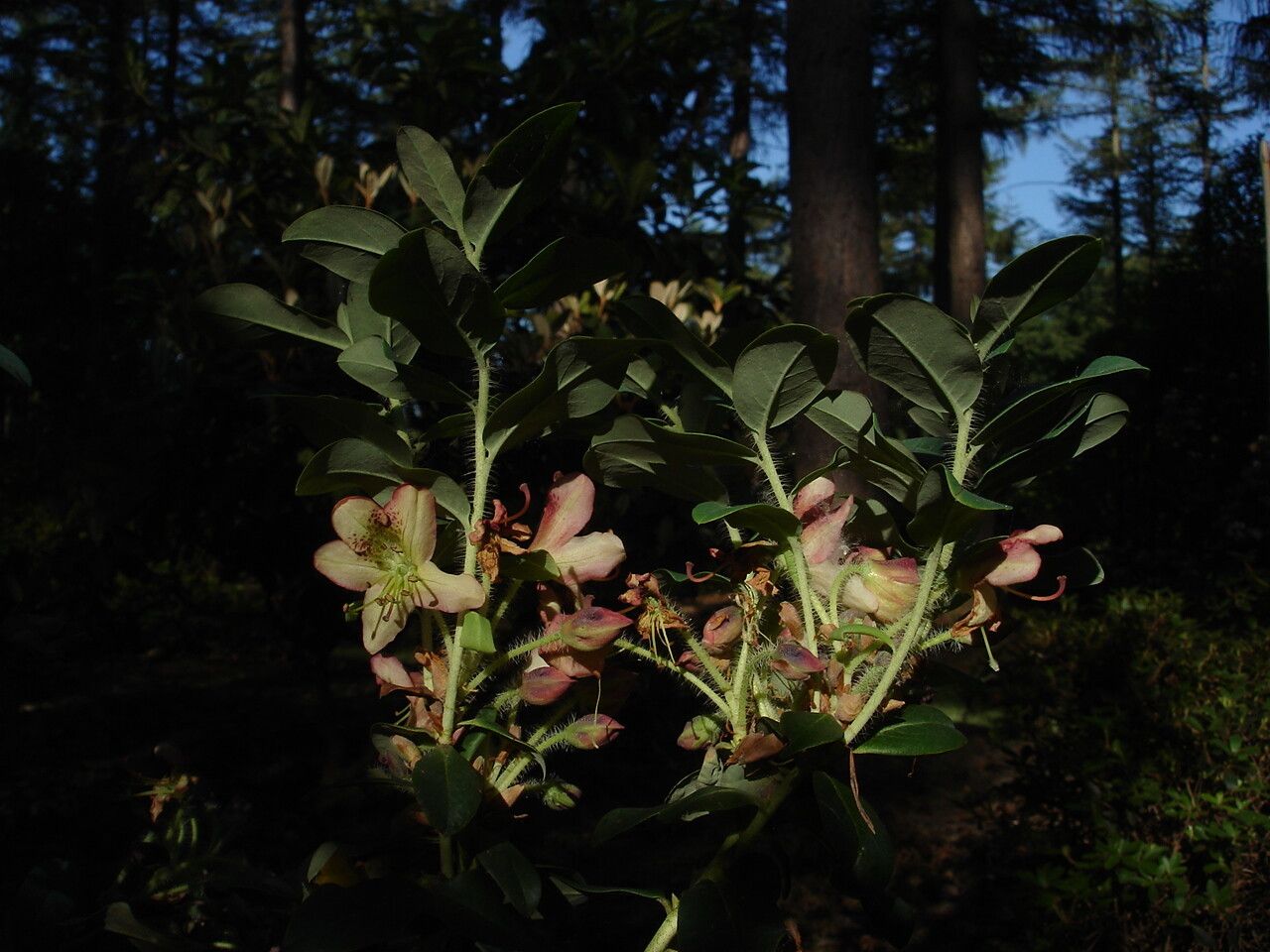 Rhododendron mekongense flower