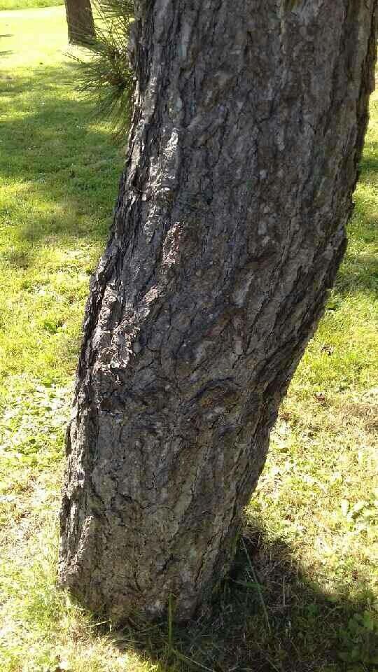 Pinus tabuliformis bark