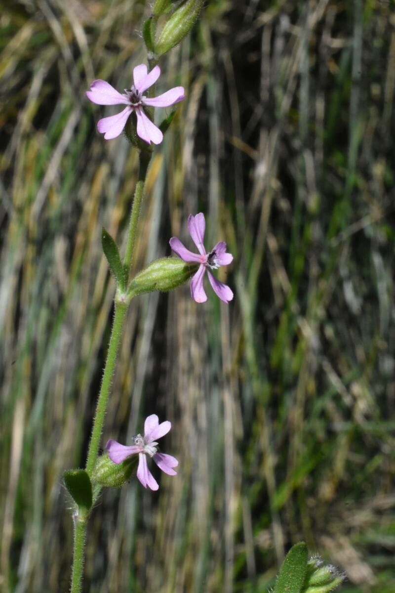 Silene mutabilis flower