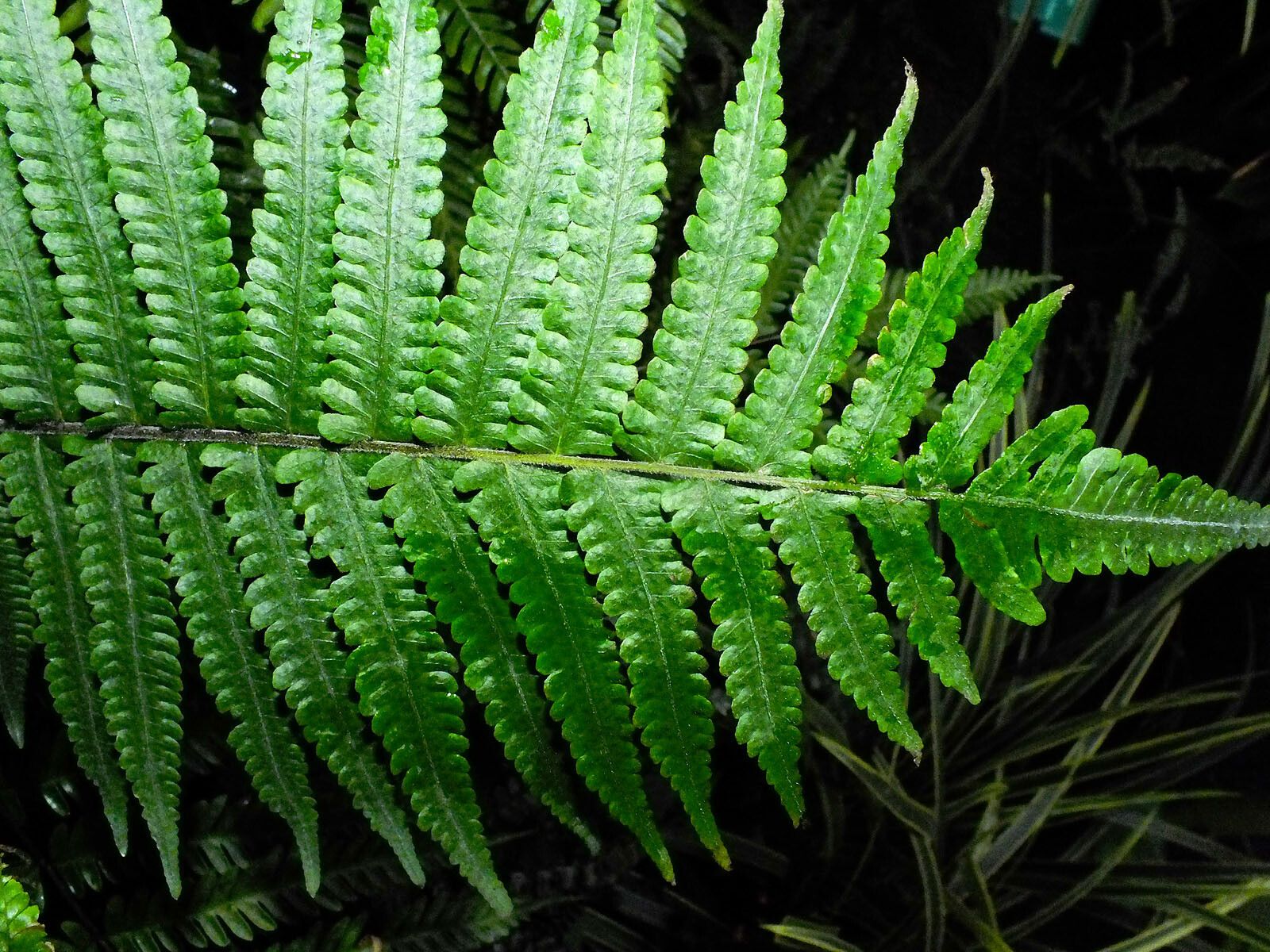 Thelypteris urbani leaf