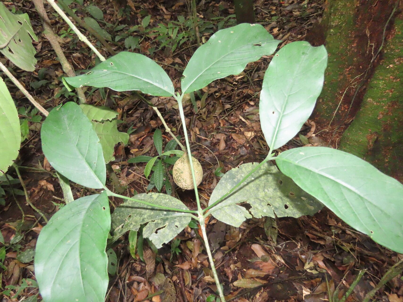 Posoqueria grandifructa — related species from the same genus