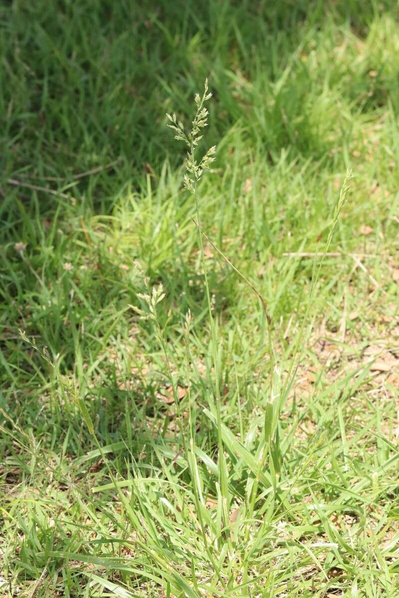 Poa nipponica flower