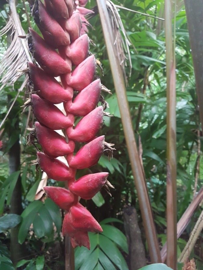 Heliconia imbricata flower