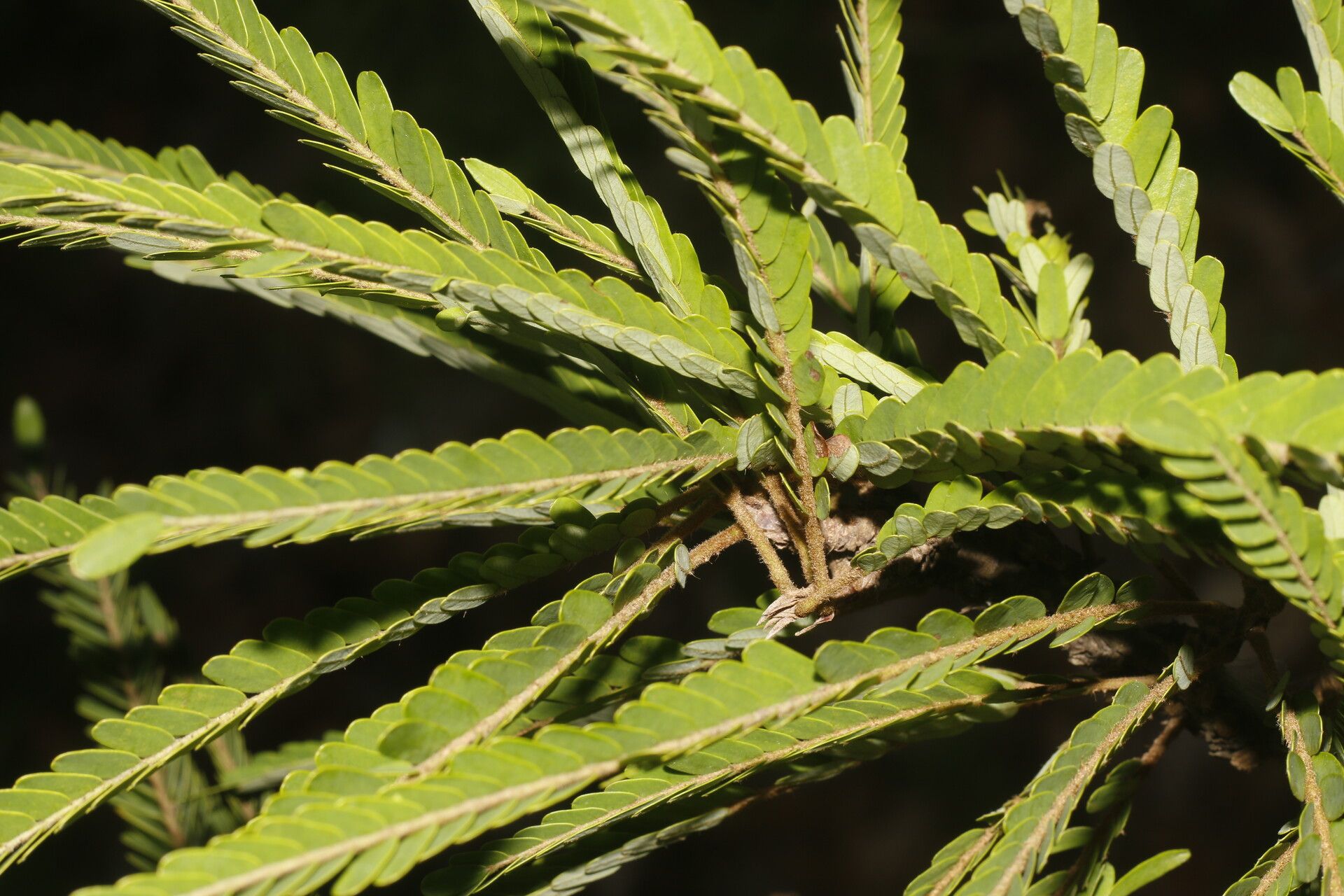 Machaerium cirrhiferum leaf