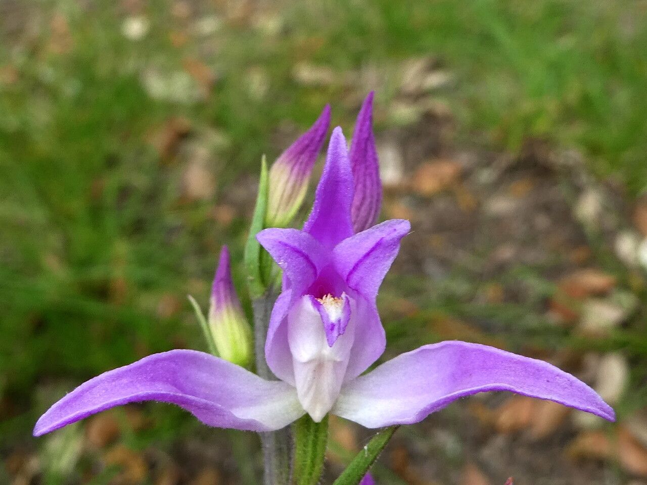 Cephalanthera rubra flower