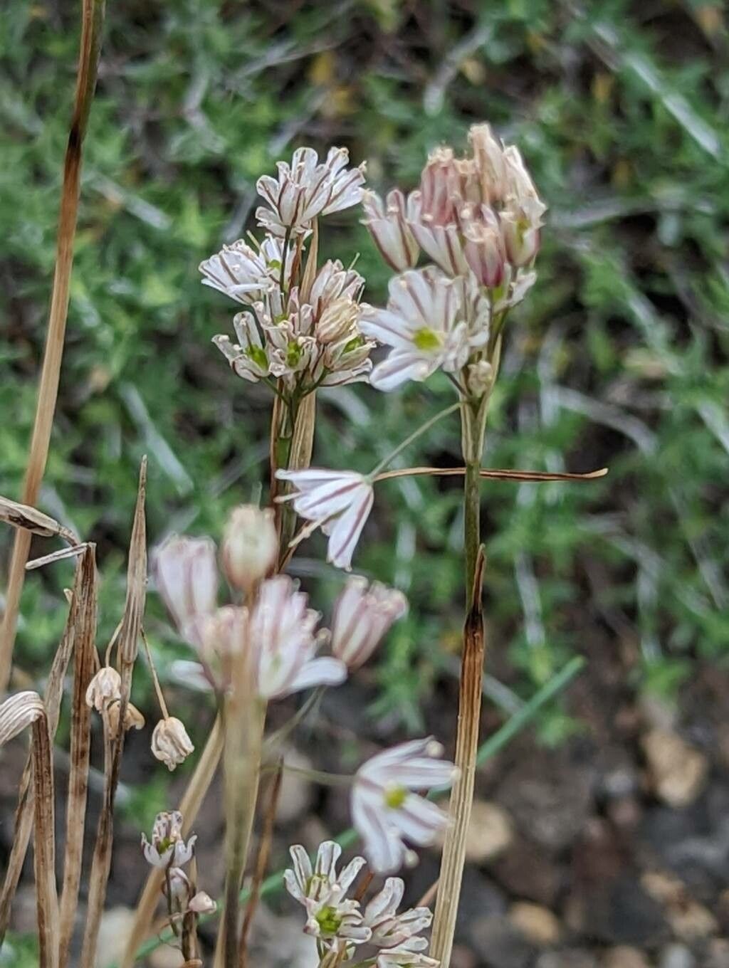 Allium callimischon flower
