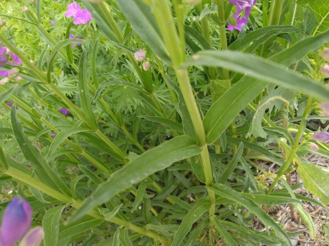 Penstemon strictus leaf