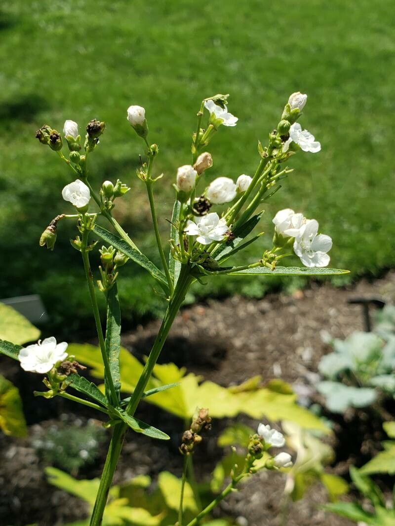 Napaea dioica flower
