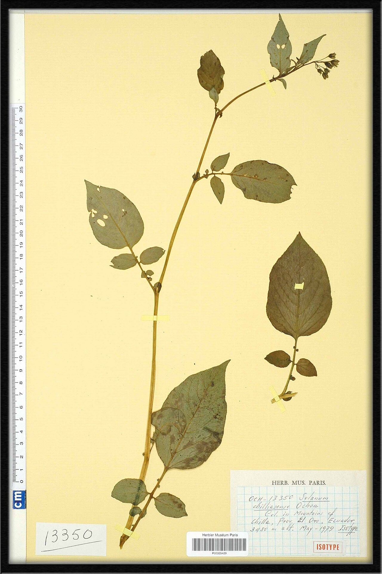 Solanum chilliasense — houseplant care guide