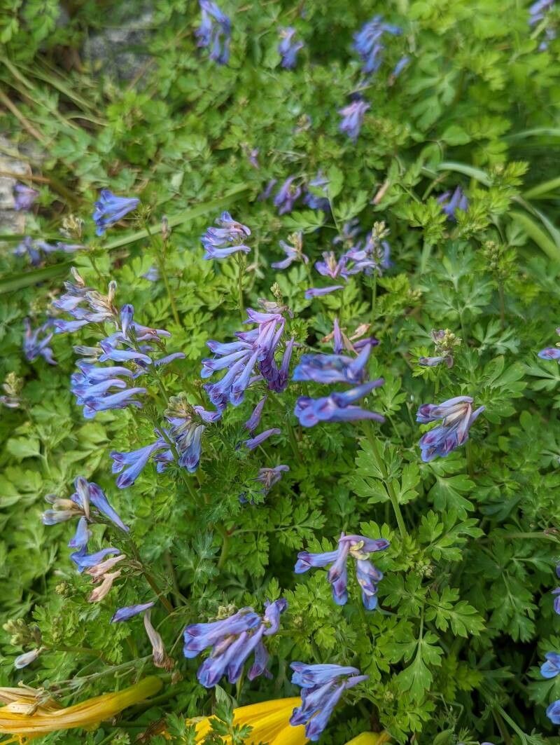 Corydalis flexuosa habit