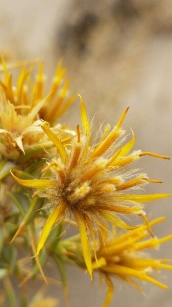 Chuquiraga atacamensis flower