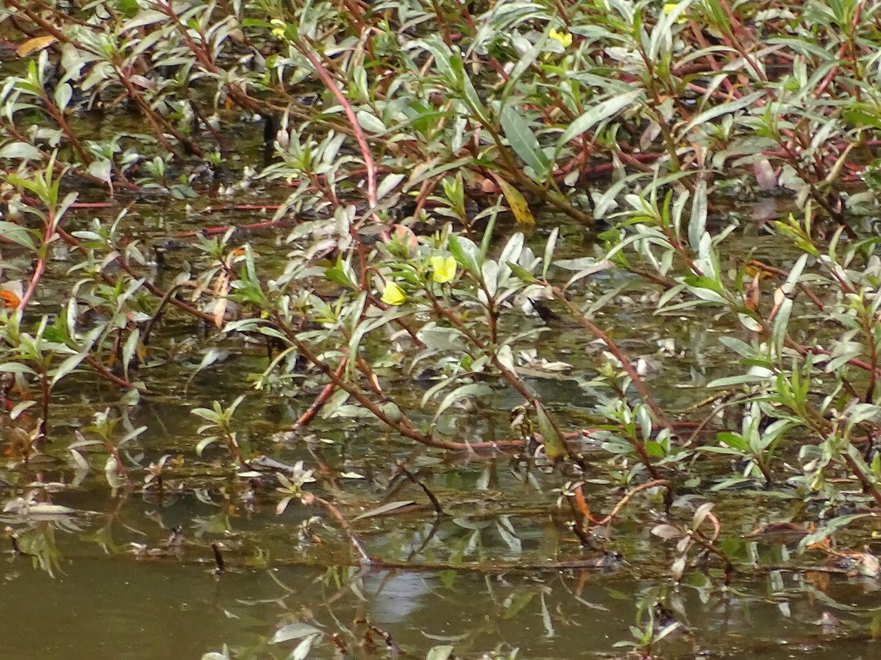 Ludwigia erecta flower