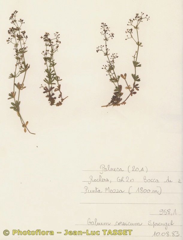 Galium corsicum habit