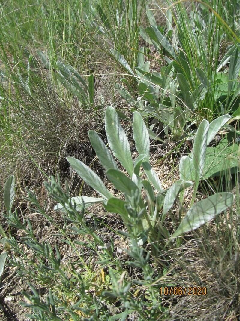 Stachys cretica leaf