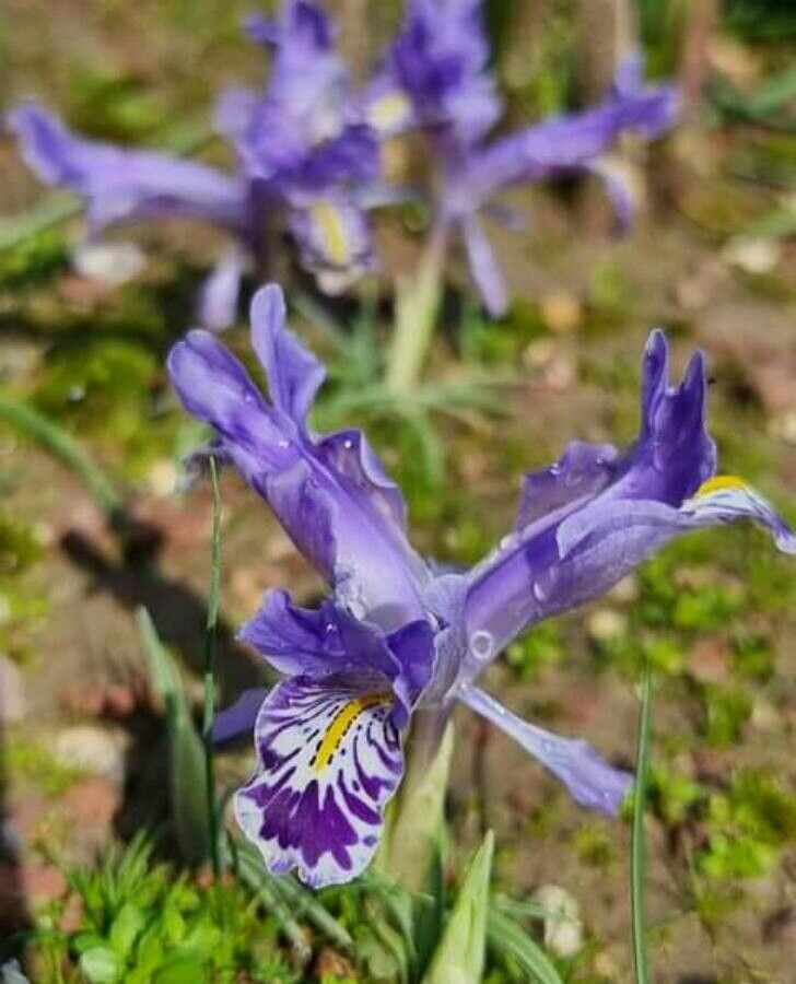 Iris stenophylla — houseplant care guide