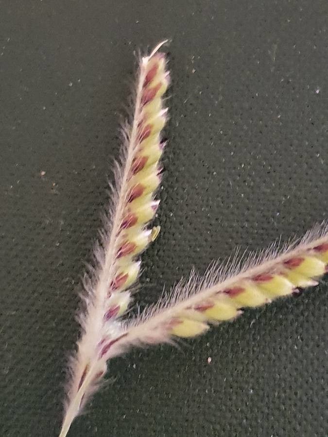 Urochloa lachnantha fruit