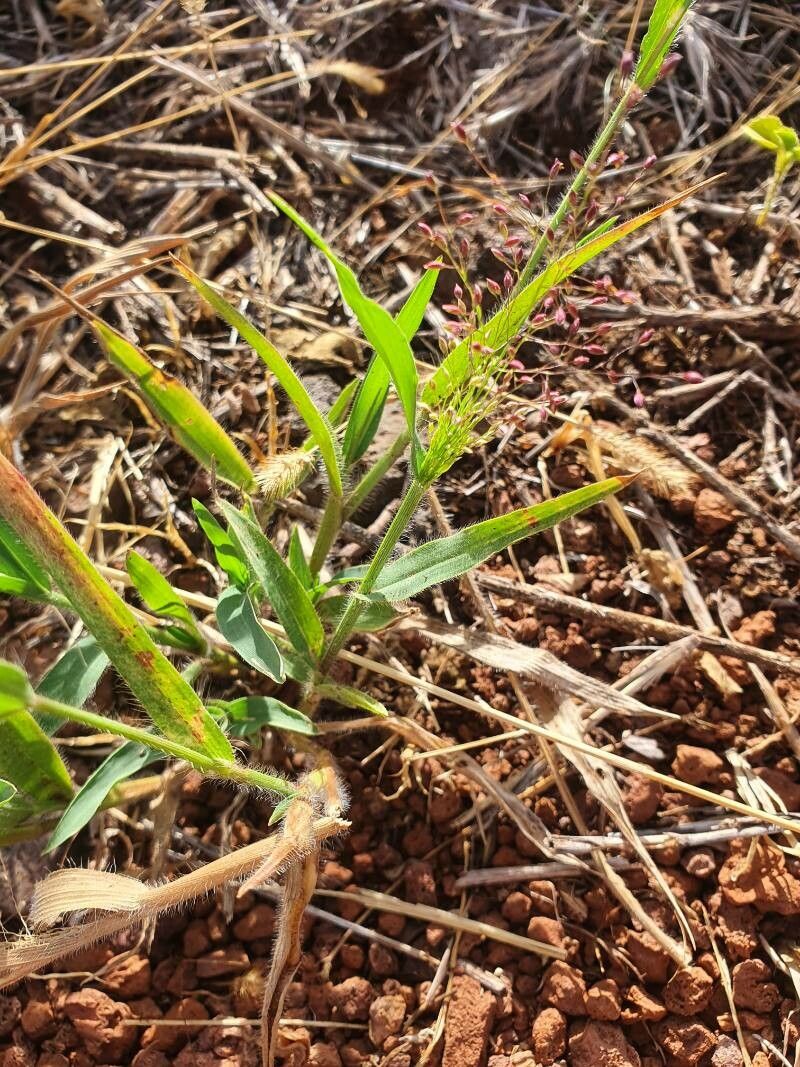 Panicum atrosanguineum — search result for 'Panicum'