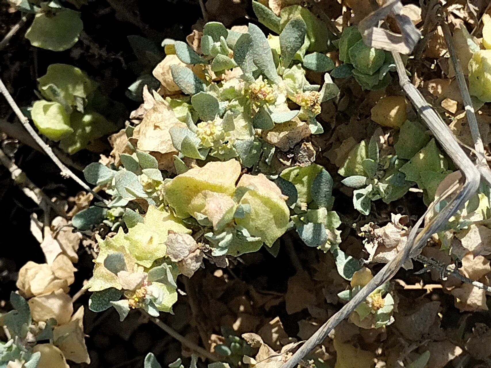 Atriplex lindleyi leaf