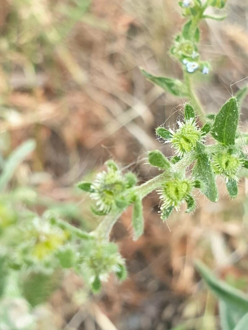 Lappula squarrosa fruit
