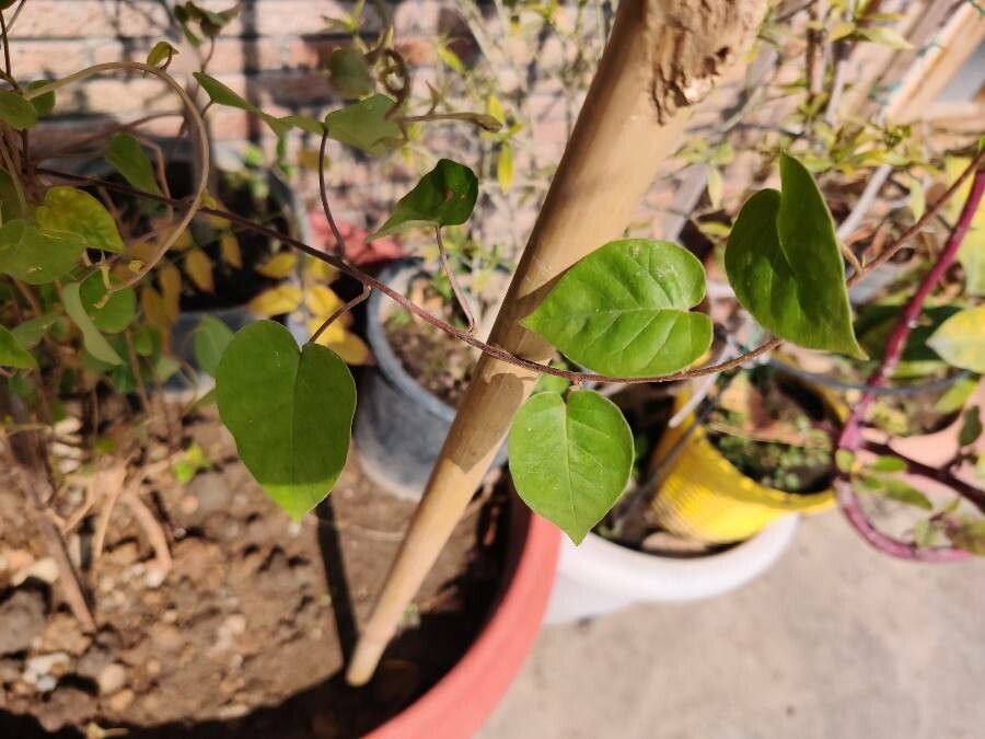 Jacquemontia pentanthos — houseplant care guide