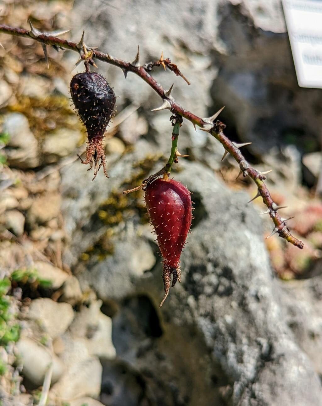 Rosa pulverulenta fruit