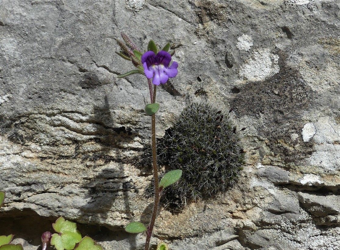 Chaenorhinum rubrifolium flower