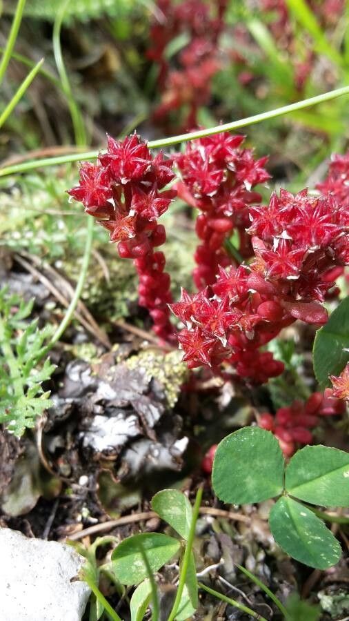 Sedum atratum flower