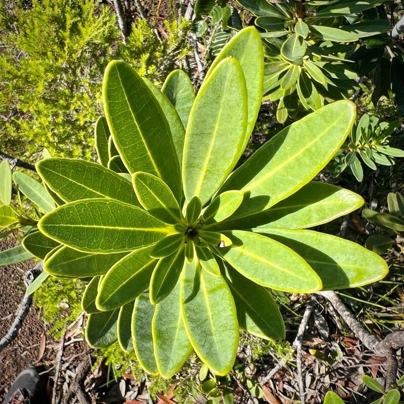Xanthostemon aurantiacus — related species from the same genus