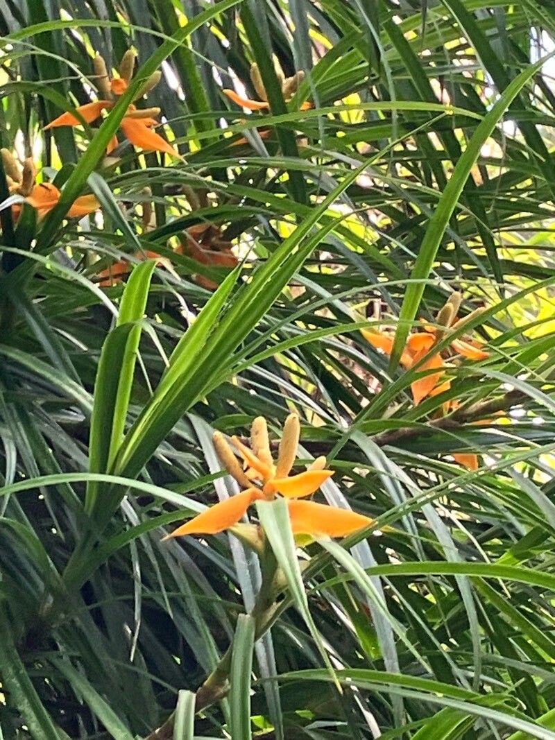 Freycinetia angustifolia flower