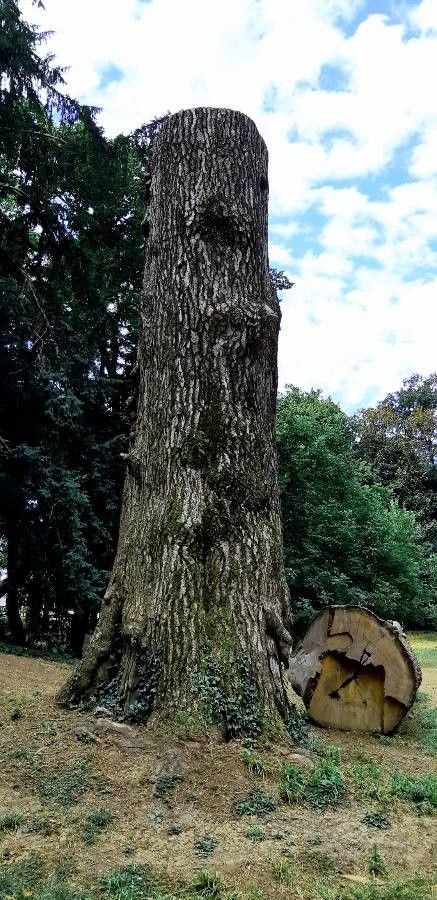 Cedrus atlantica x Cedrus libani bark