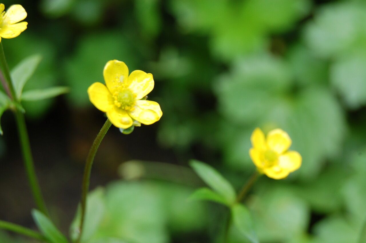 Ranunculus adoxifolius habit