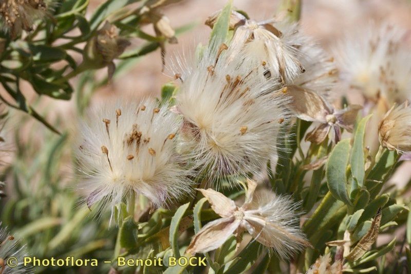 Hertia maroccana fruit