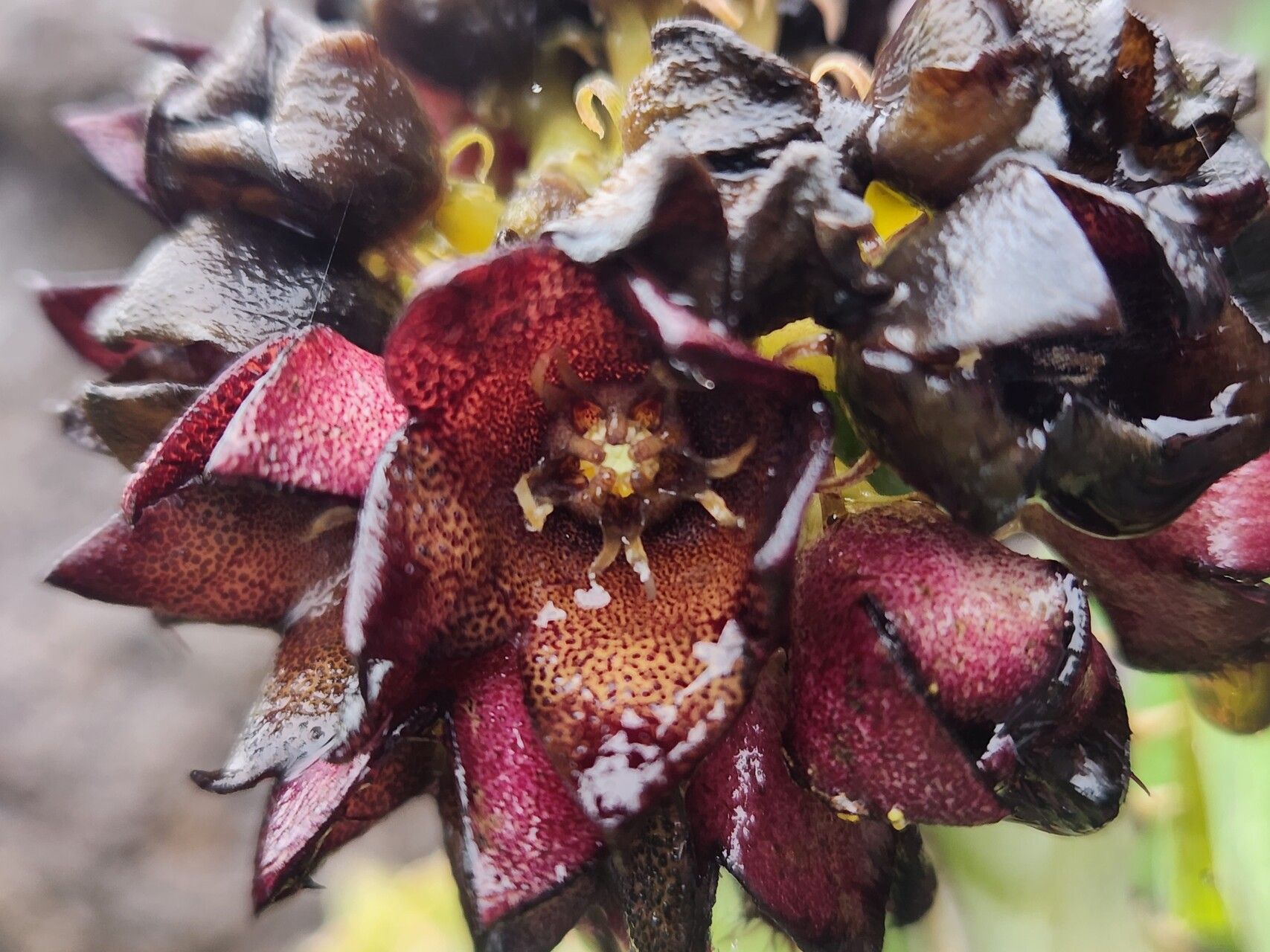 Desmidorchis speciosa flower