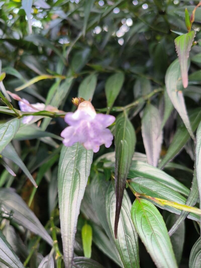 Strobilanthes anisophylla flower