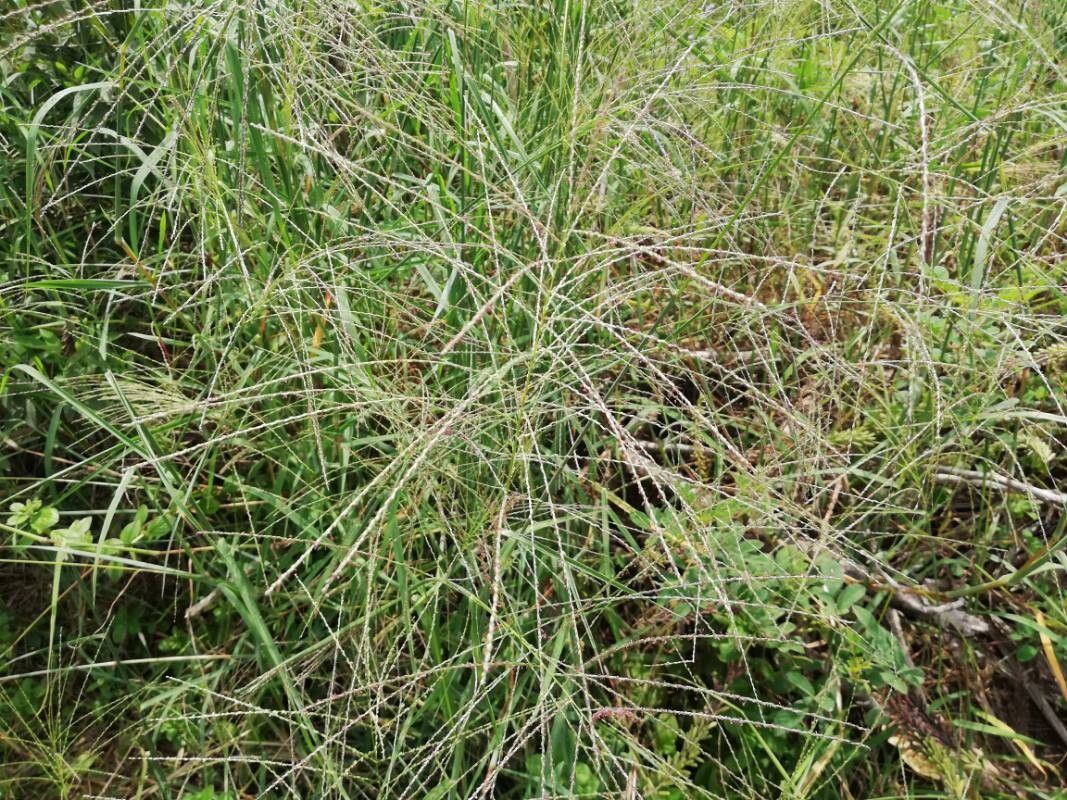 Digitaria horizontalis — search result for 'Jamaica'