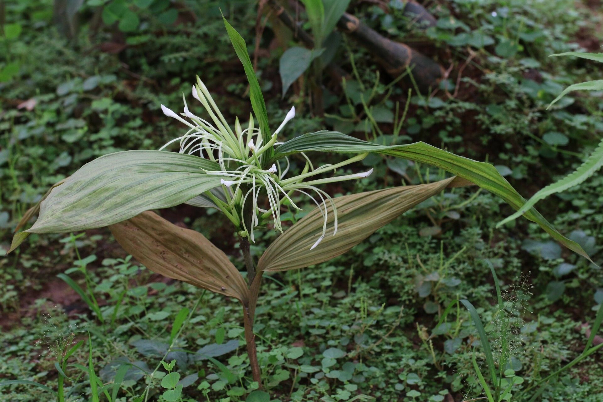 Corymborkis corymbis habit