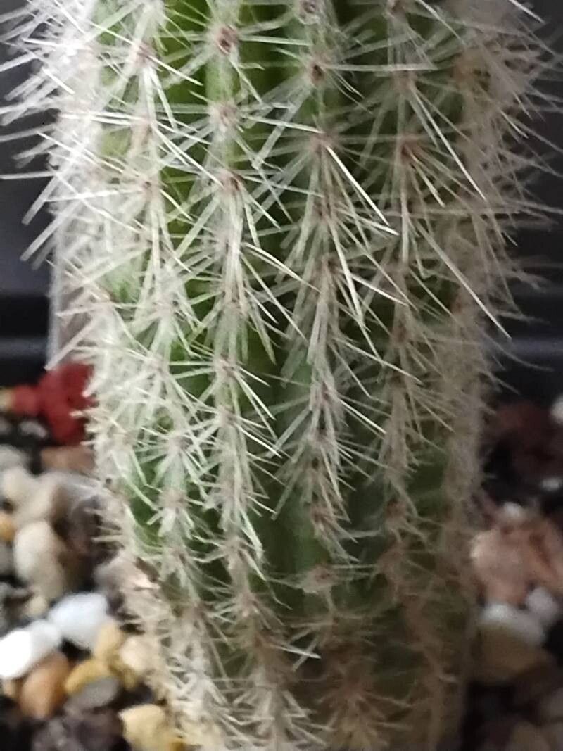 Pilosocereus aurisetus leaf