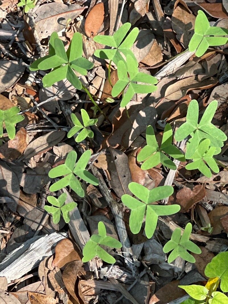 Oxalis drummondii — search result for 'Oxalis'