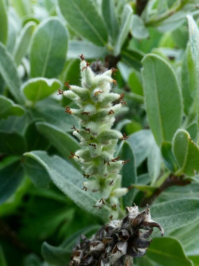 Salix glaucosericea fruit