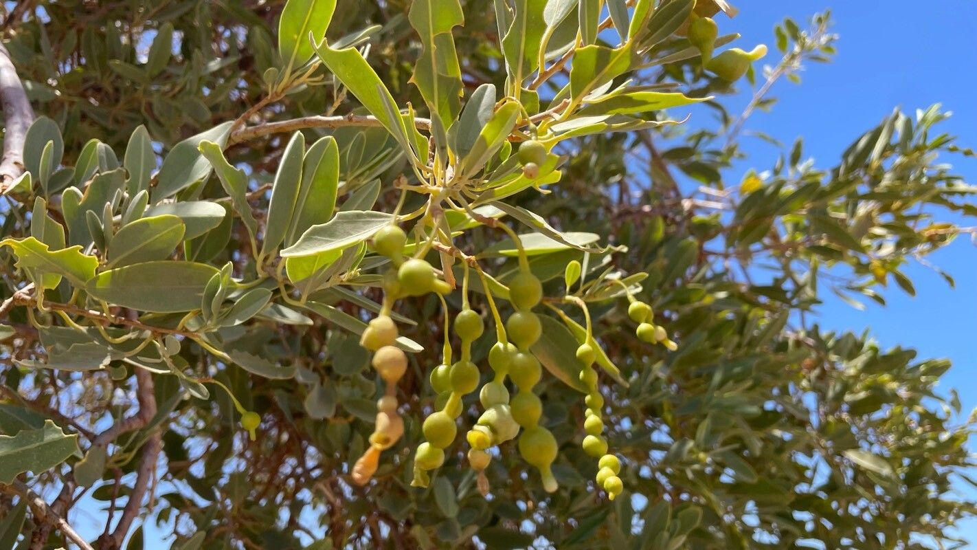 Maerua schinzii flower