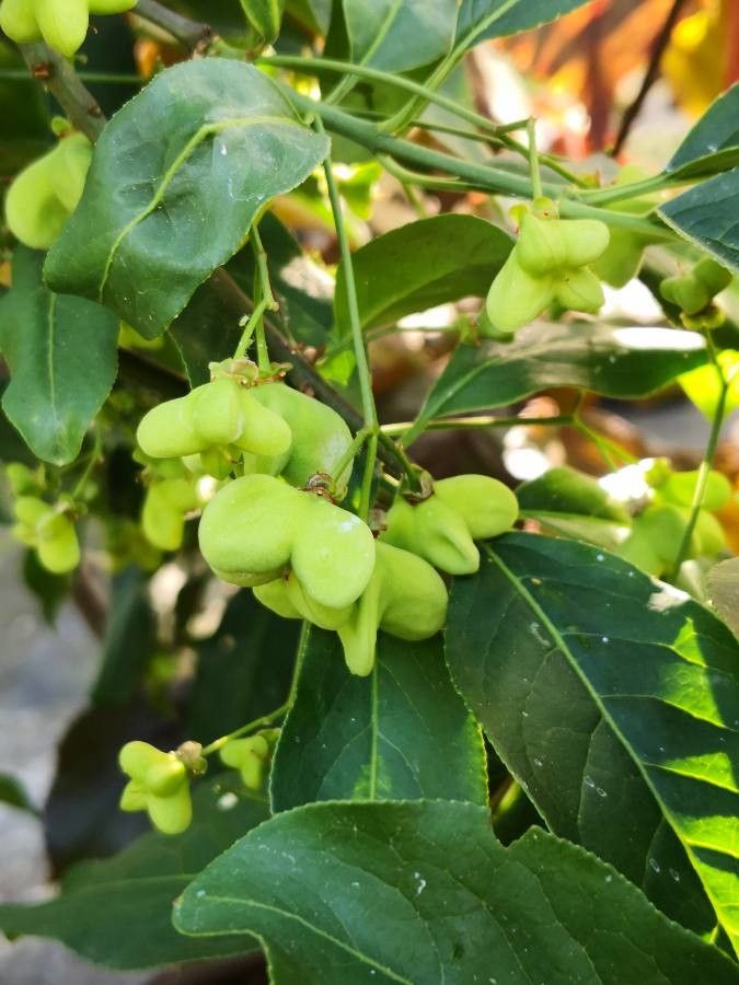 Euonymus sachalinensis fruit