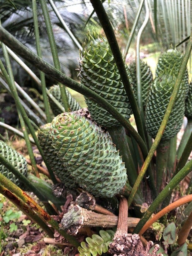 Macrozamia lucida flower