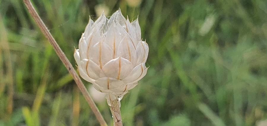 Catananche caerulea fruit