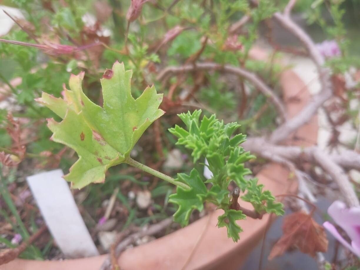Pelargonium scabroide — houseplant care guide