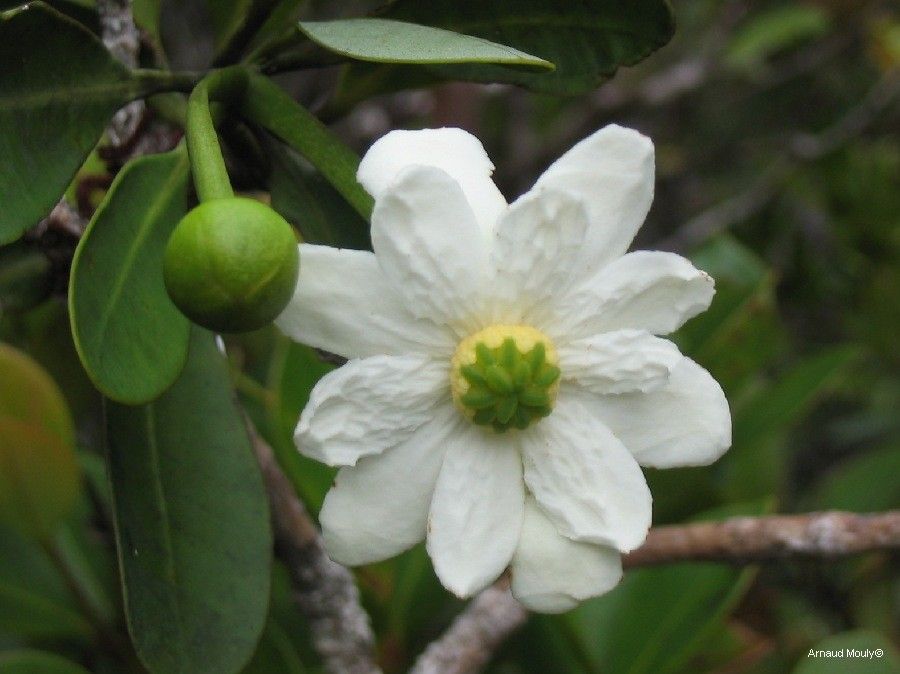 Zygogynum fraterculus — houseplant care guide