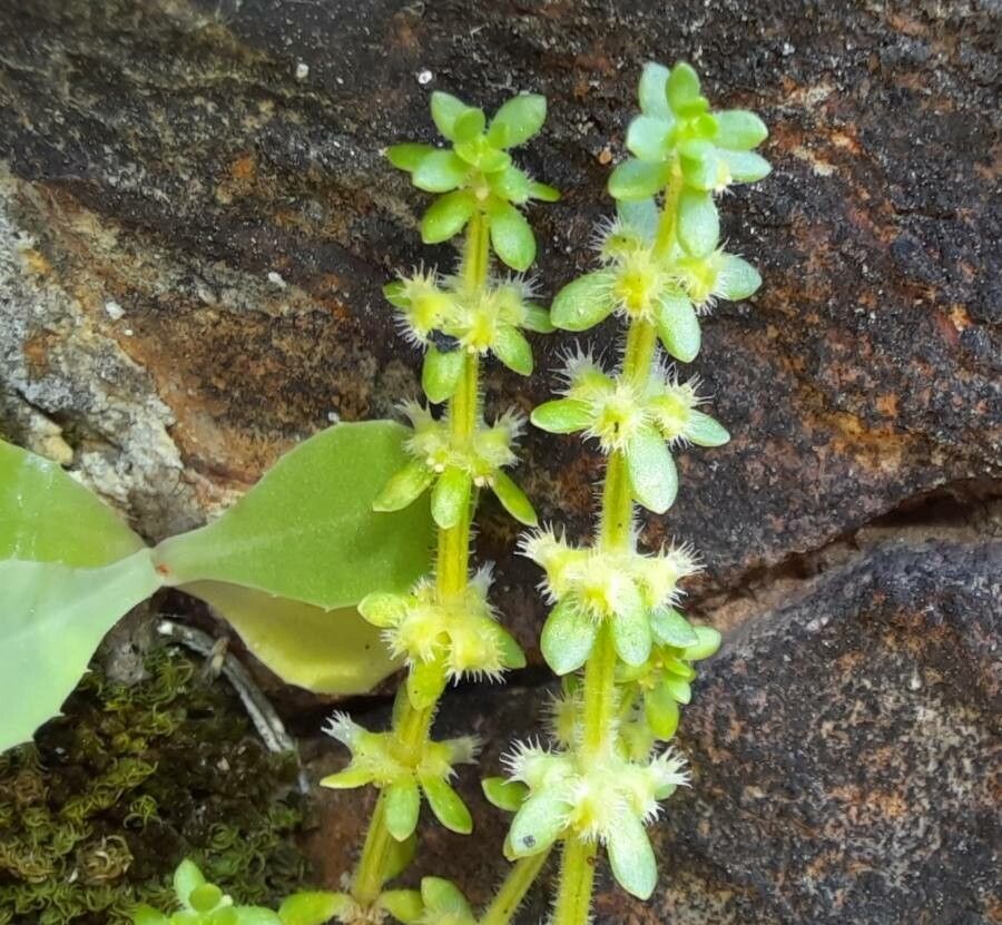 Valantia hispida flower