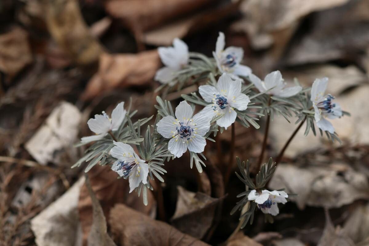 Eranthis pinnatifida flower
