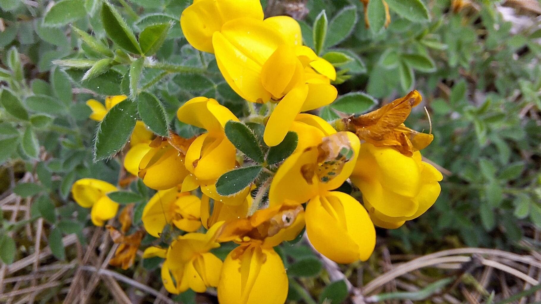 Cytisus ardoinoi flower